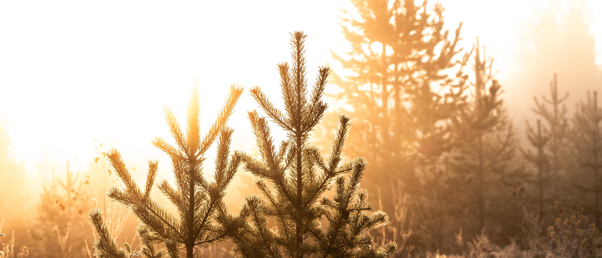 Sapins dans la forêt norvégienne, éclairés par la lumière dorée du coucher du soleil